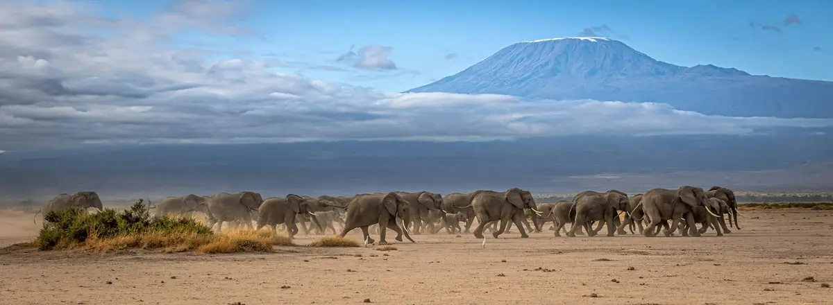 Stado słoni w Amboseli na tle Kilimandżaro