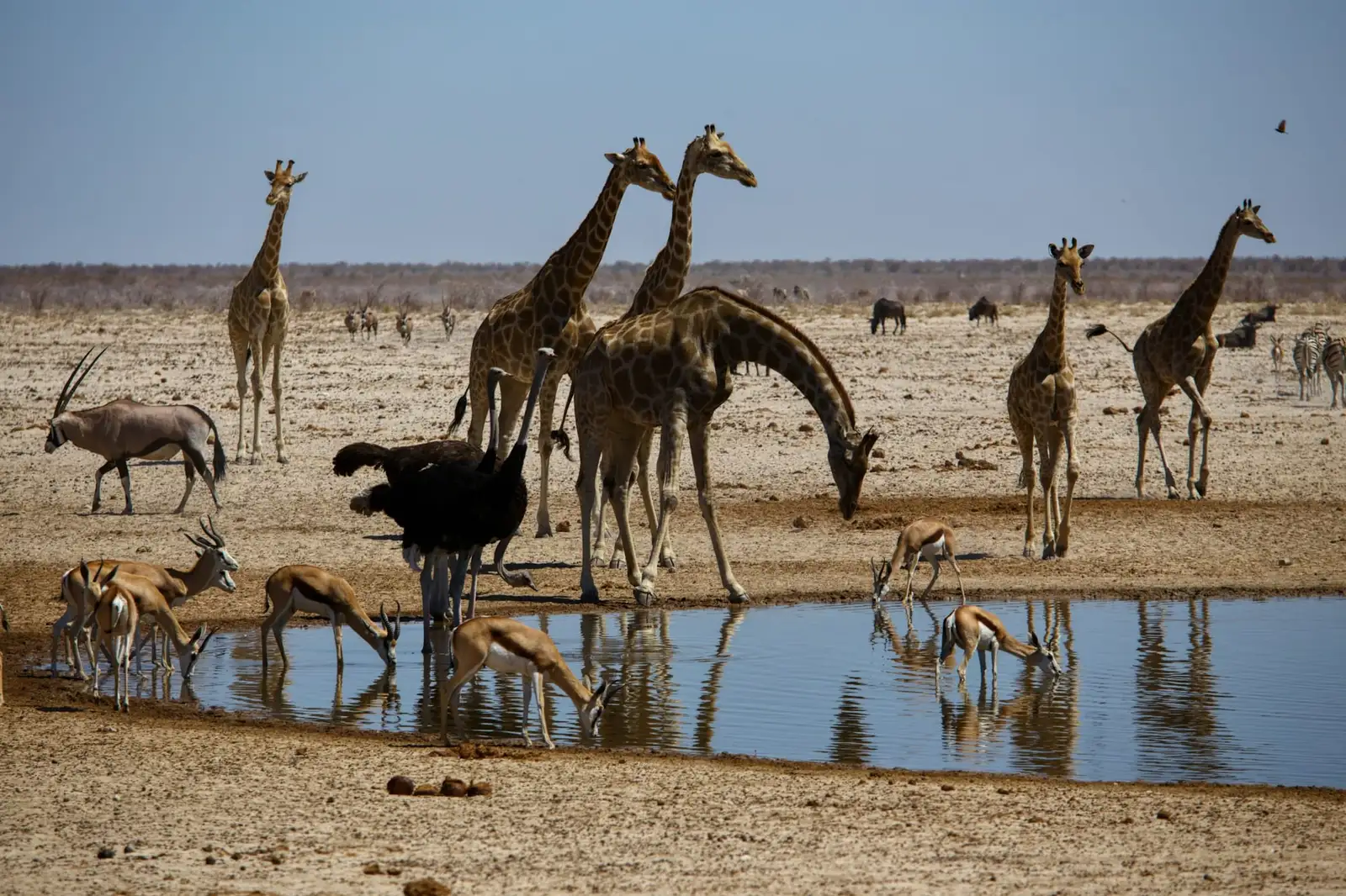Żyrafy, springboki i struś przy wodopoju w Parku Narodowym Etosha