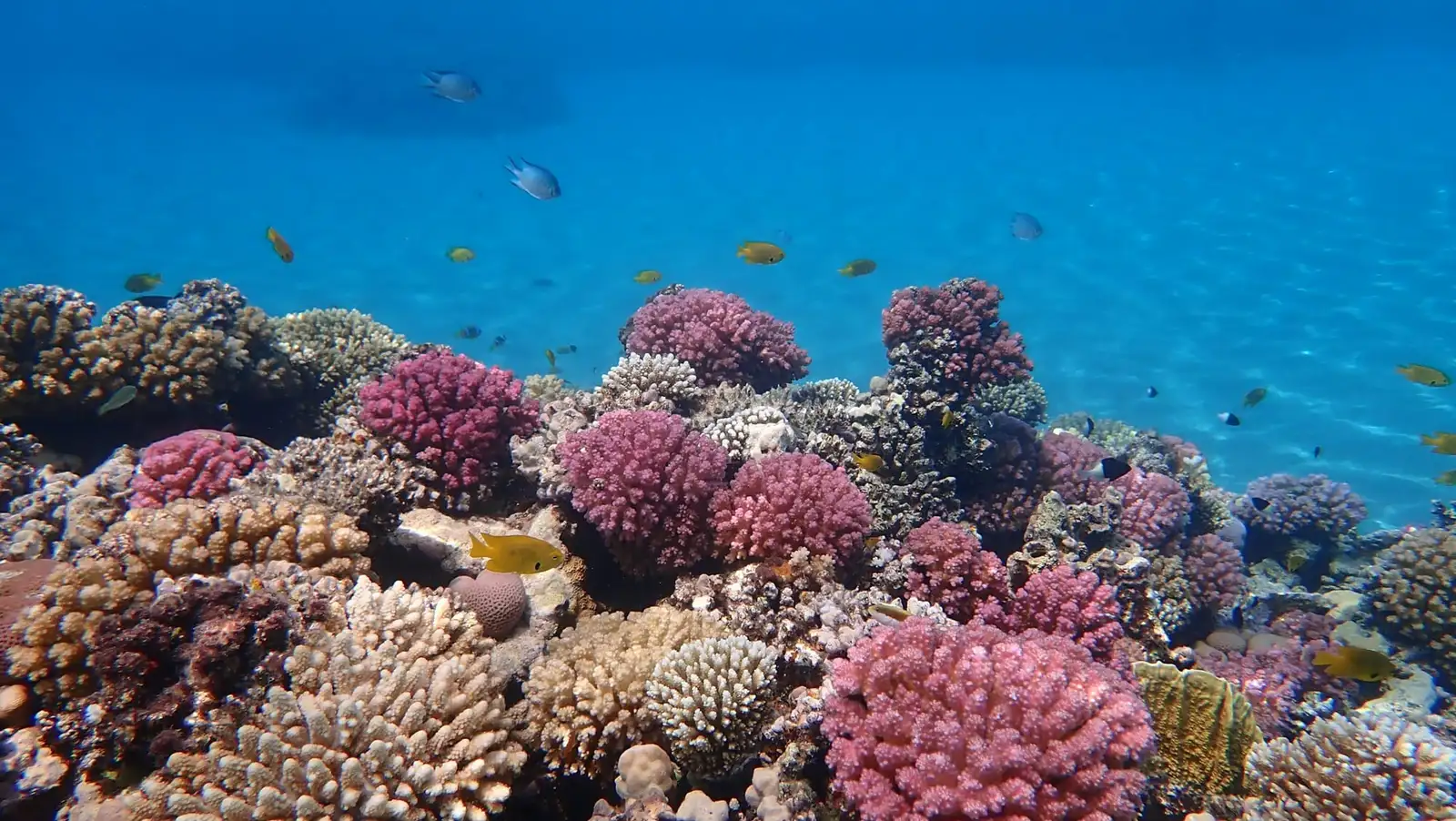 Kolorowa rafa koralowa w zatoce Makadi koło Hurghady