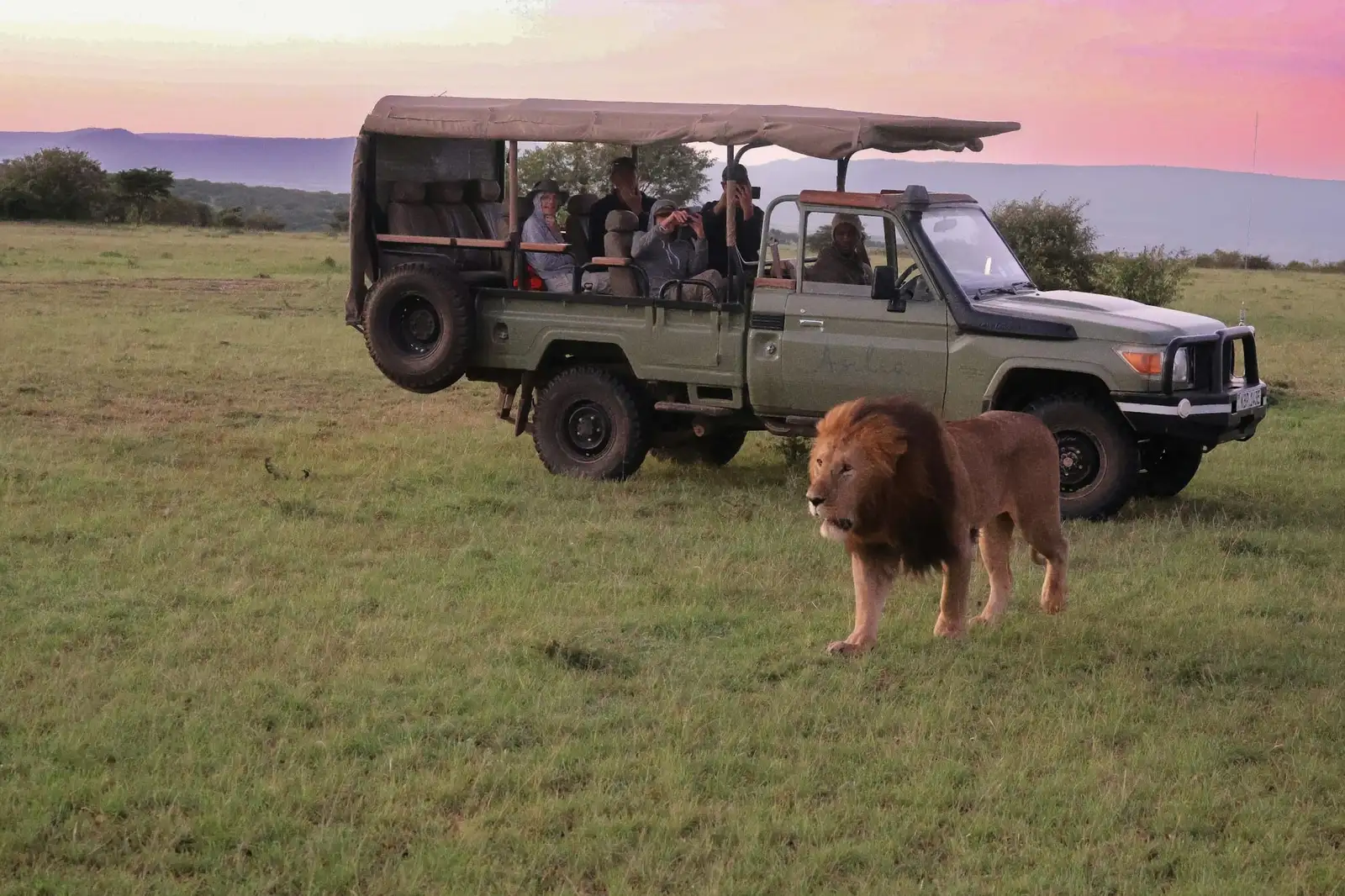 Lew obok samochodu safari w rezerwacie Naboisho