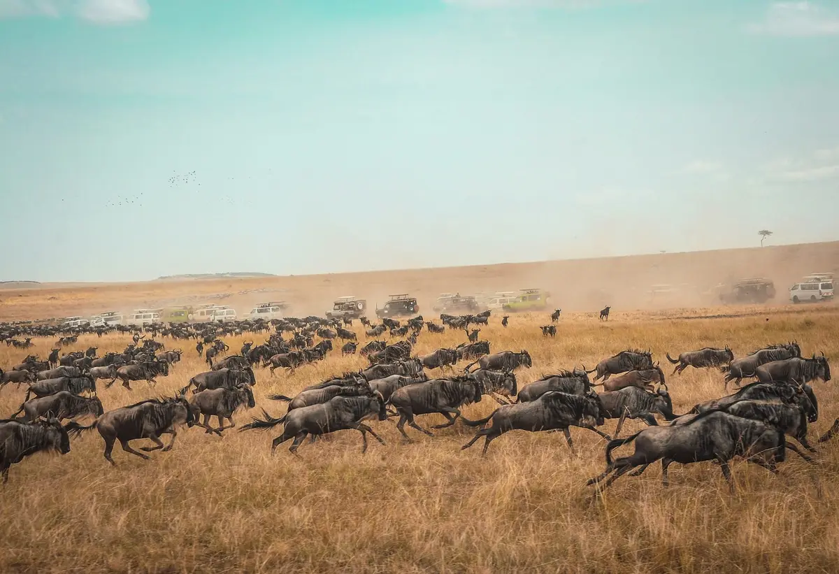 Stado gnu przemierzające sawannę Masai Mara