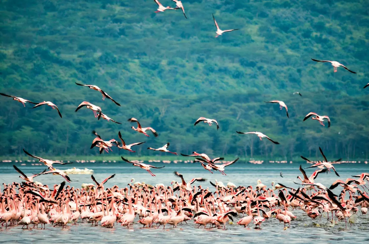 Flamingi nad jeziorem Nakuru