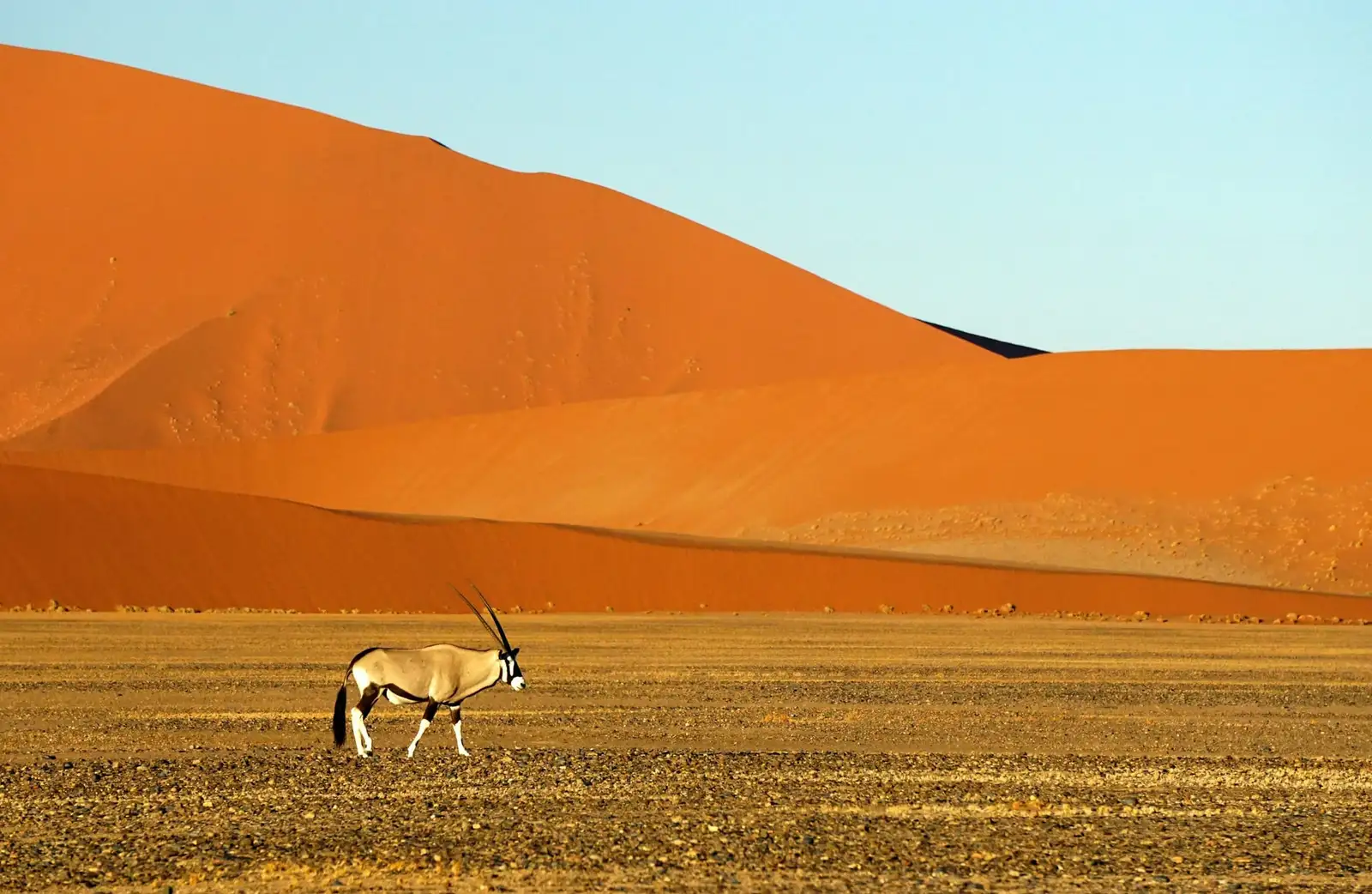 Oryks na równinie u stóp wydm w parku Namib-Naukluft