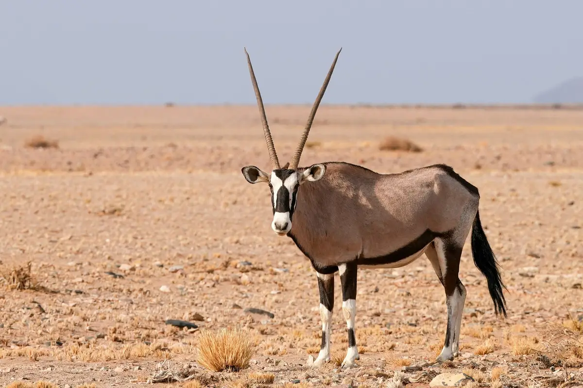 Oryks stojący na kamienistej równinie w Namibii