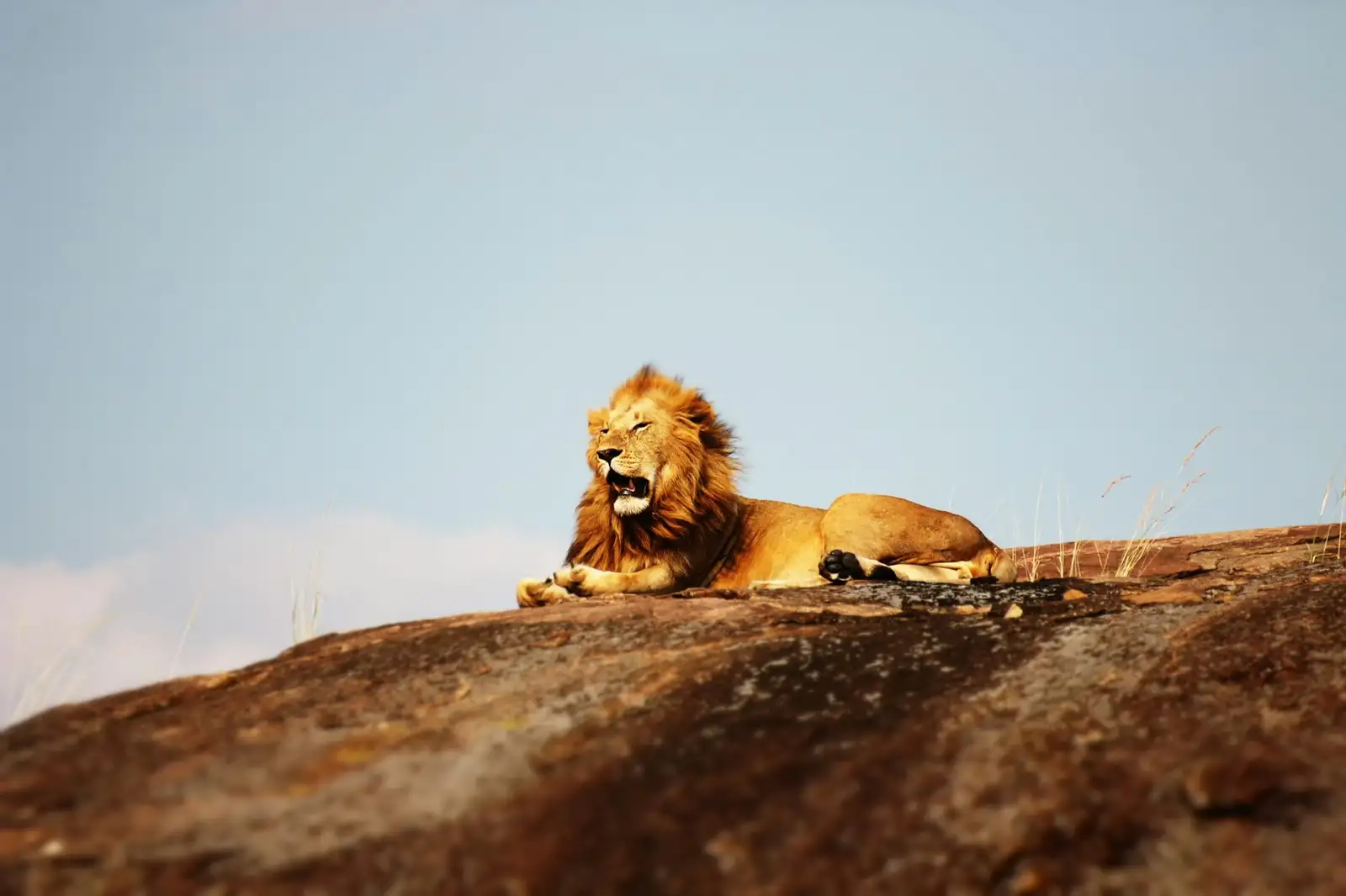 Lew odpoczywający na skale w Parku Narodowym Serengeti