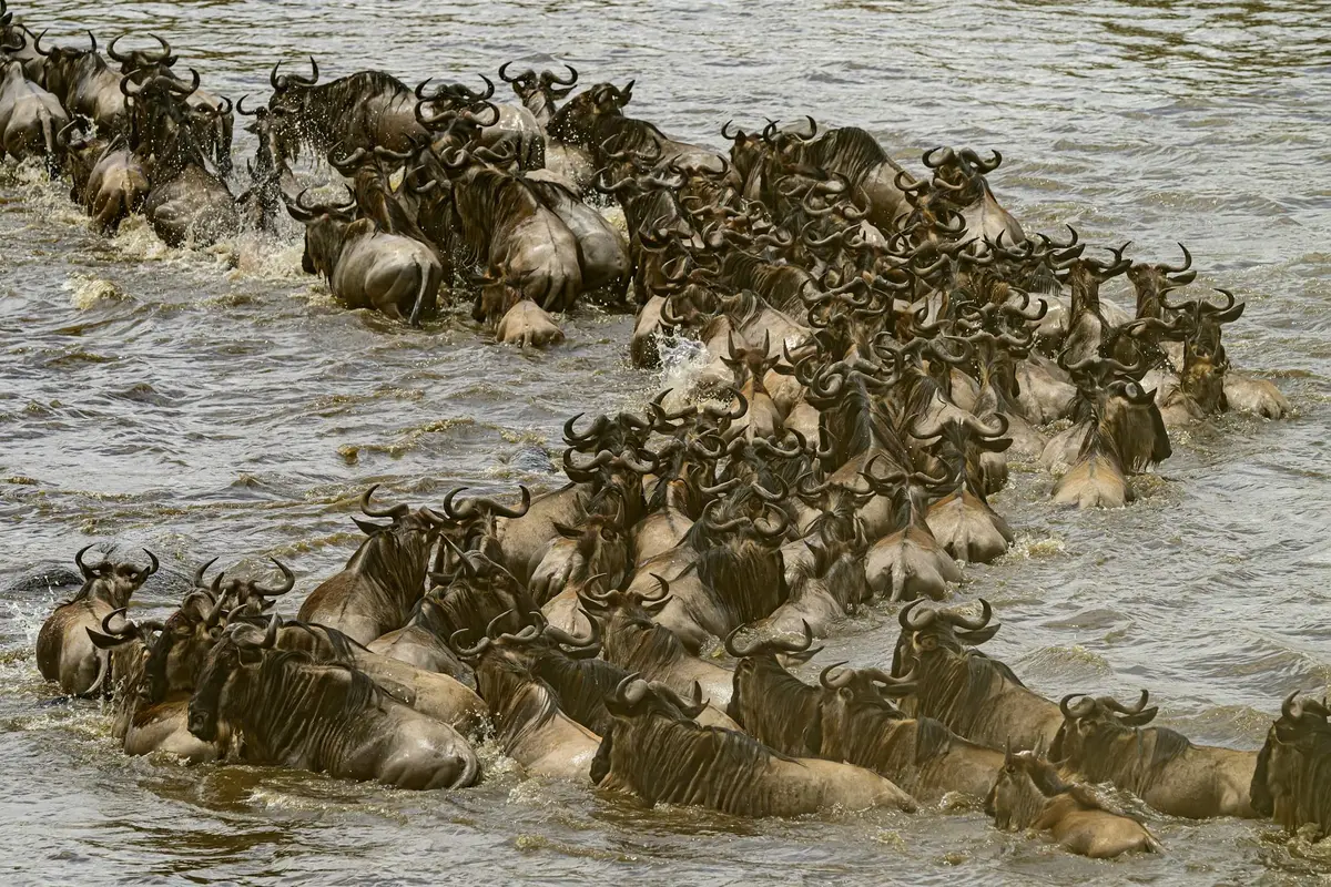 Stado gnu przeprawiające się przez rzekę w Serengeti