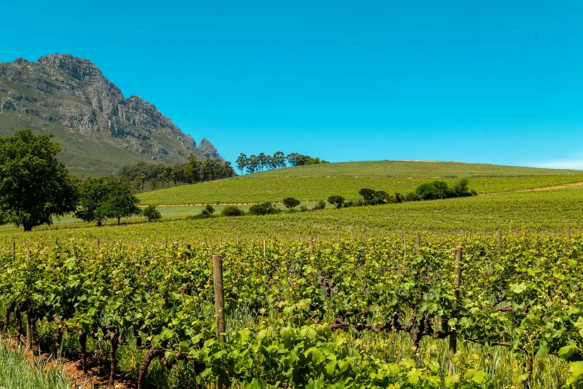 Winnica Delheim na zboczu gór koło Stellenbosch