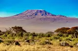 Zebry na sawannie Amboseli na tle Kilimandżaro