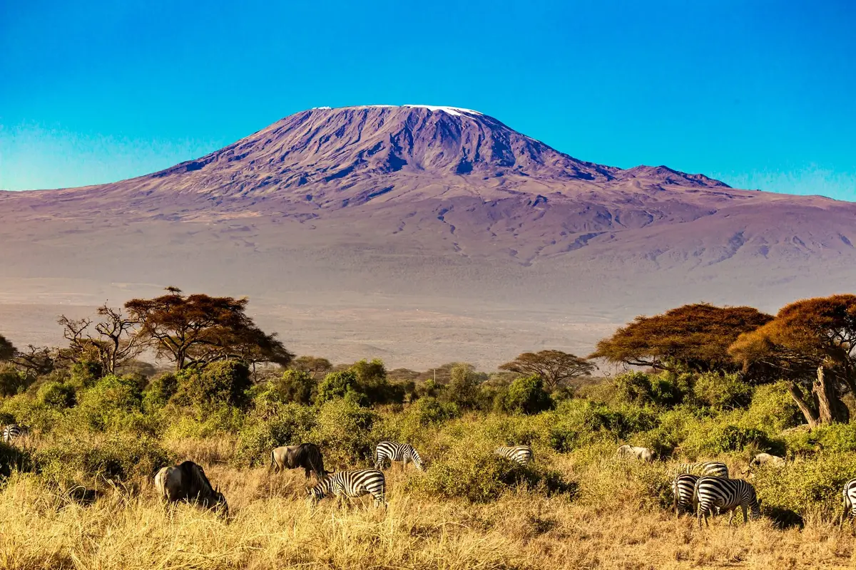 Zebry na sawannie Amboseli na tle Kilimandżaro