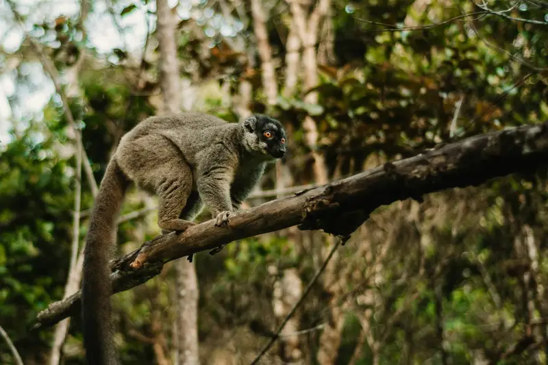Lemur brunatny na gałęzi w lesie Andasibe