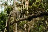 Lemur brunatny na gałęzi w lesie Andasibe