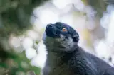 Lemur w lesie deszczowym Andasibe
