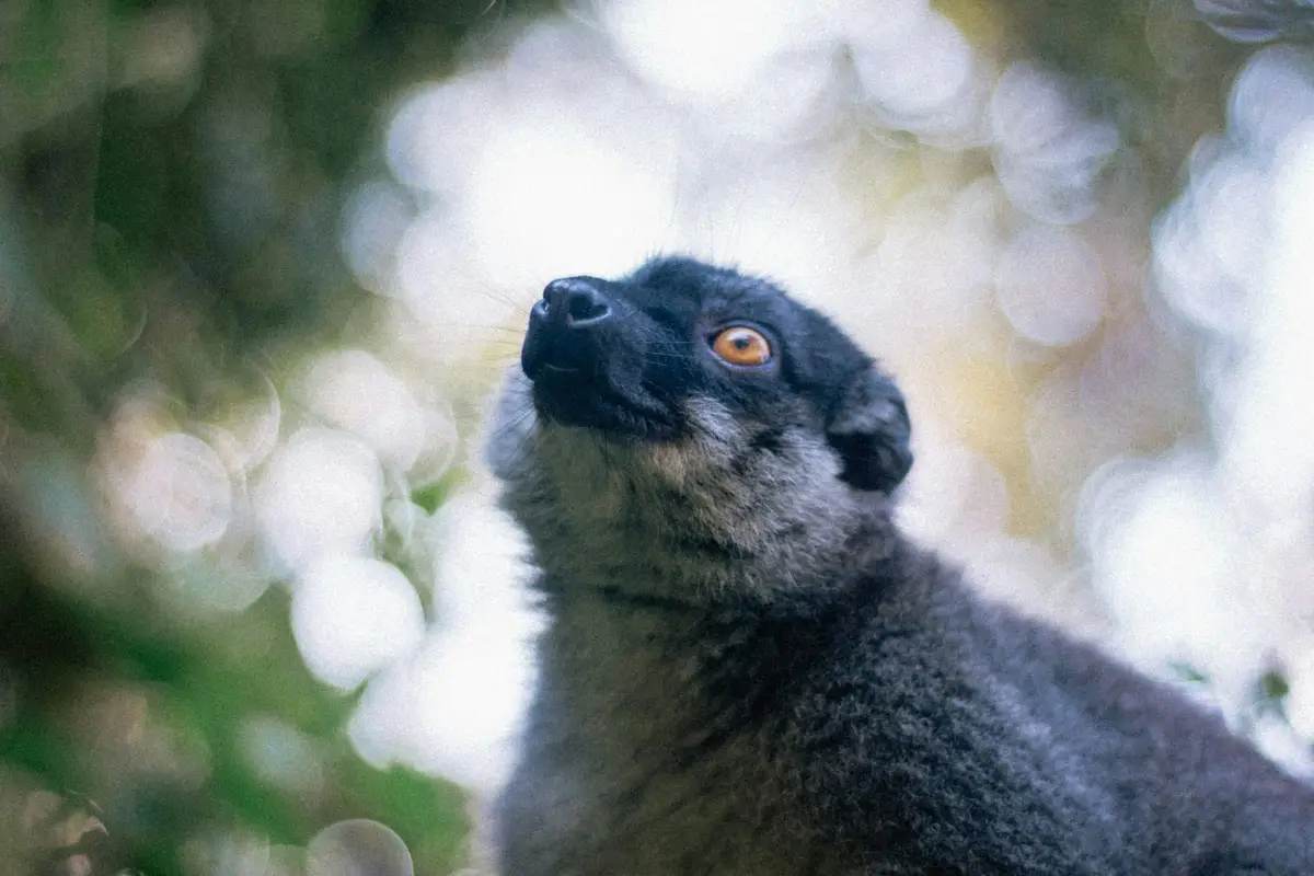 Lemur w lesie deszczowym Andasibe