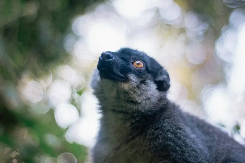 Lemur w lesie deszczowym Andasibe
