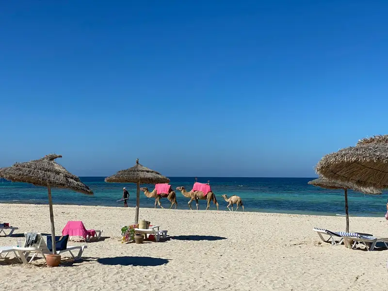Plaża na Dżerbie z parasolami i wielbłądami