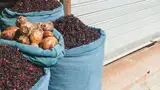 Worki z suszonym hibiskusem i przyprawami na targu w Hurghadzie