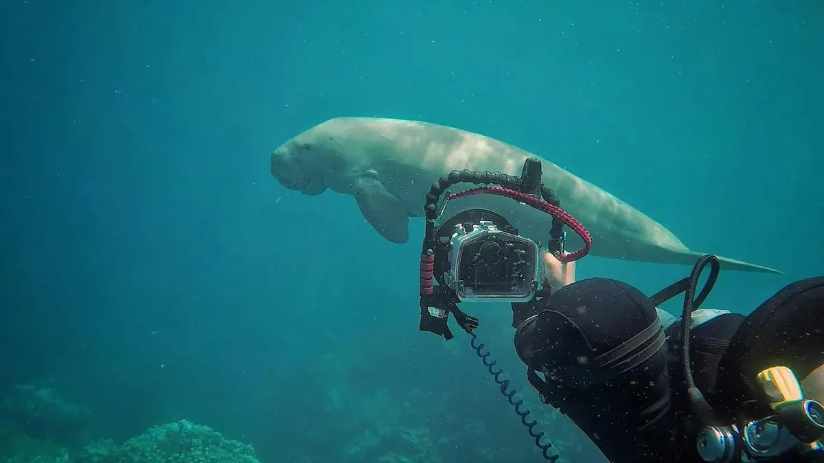 Nurek fotografuje diugonia w wodach koło El Quseir
