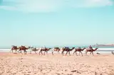 Karawana wielbłądów na plaży w Essaouirze