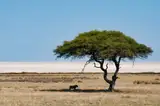 Samotna akacja na skraju niecki Etosha, w jej cieniu odpoczywa lew