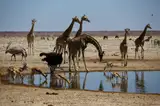 Żyrafy, springboki i struś przy wodopoju w Parku Narodowym Etosha
