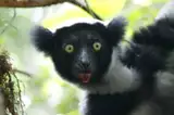 Indri, największy żyjący lemur, wśród liści