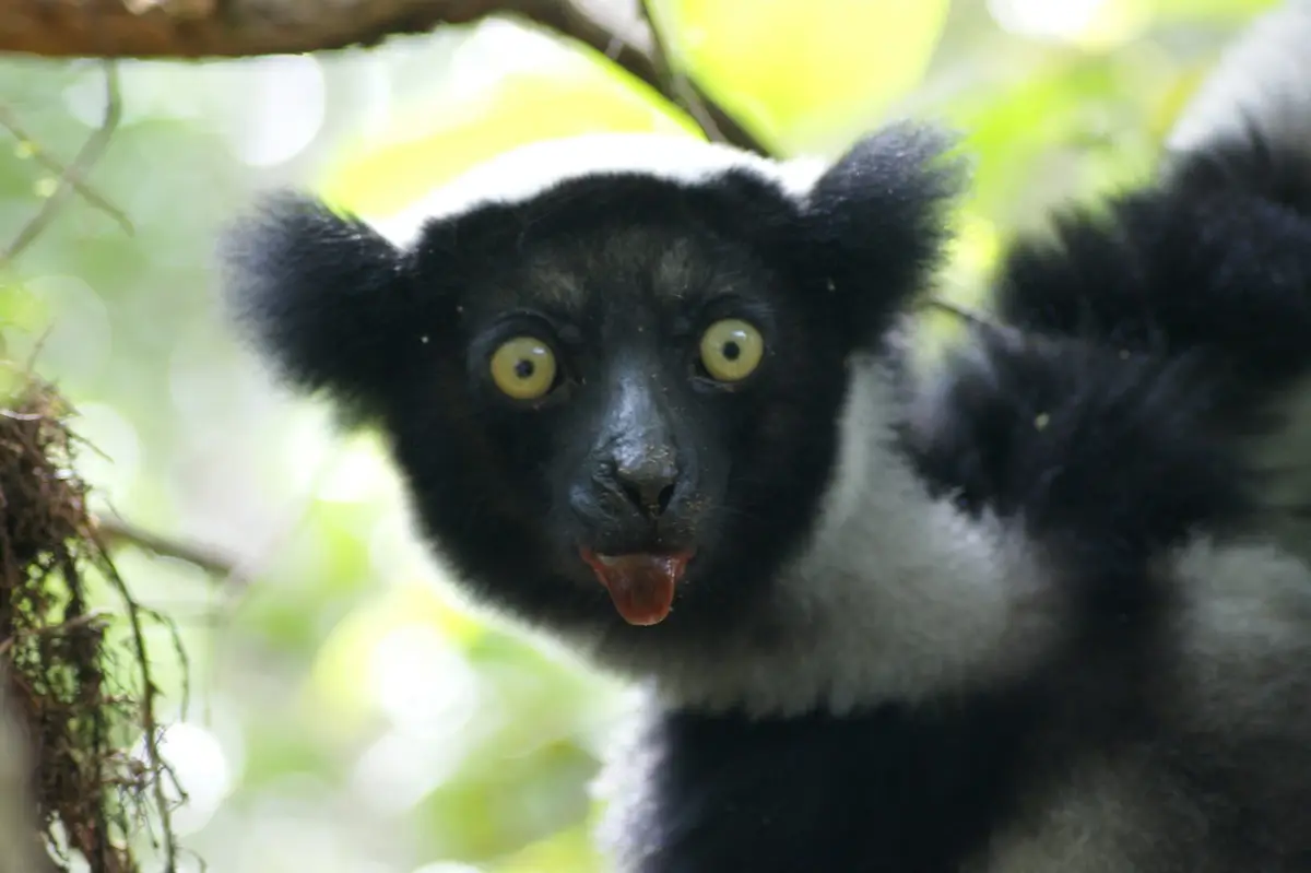 Indri, największy żyjący lemur, wśród liści