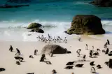 Pingwiny przylądkowe na plaży Boulders w Simon's Town