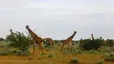 Żyrafy w Parku Narodowym Amboseli w Kenii