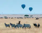 Zebry i gnu na sawannie Masai Mara, w tle balony