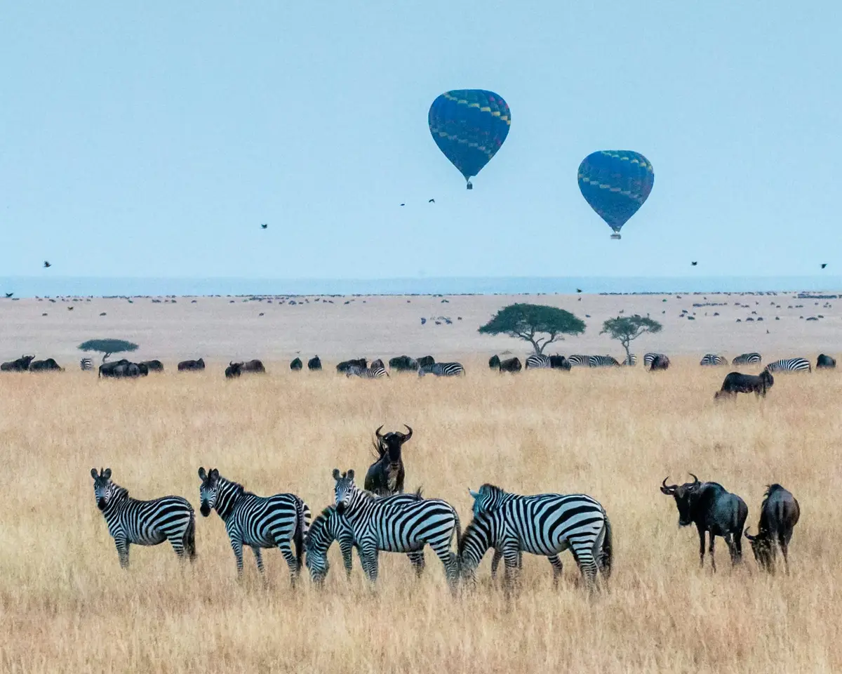 Zebry i gnu na sawannie Masai Mara, w tle balony