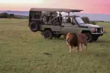 Lew obok samochodu safari w rezerwacie Naboisho