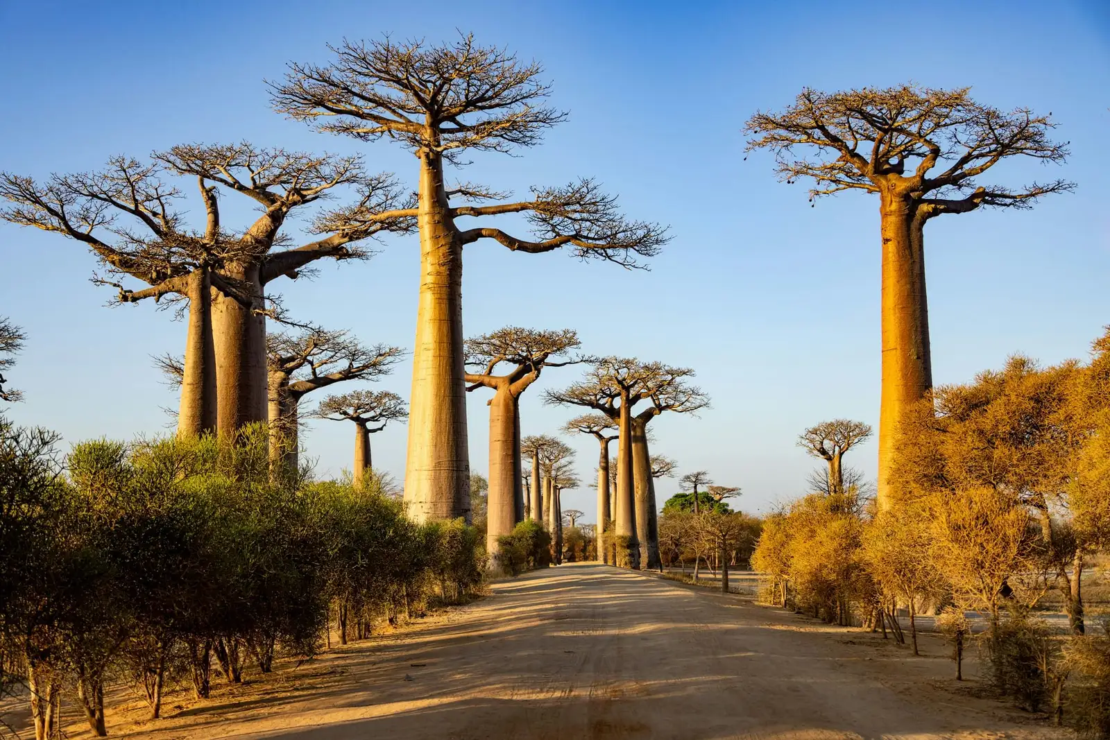 Aleja baobabów na Madagaskarze