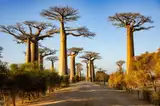 Aleja baobabów na Madagaskarze