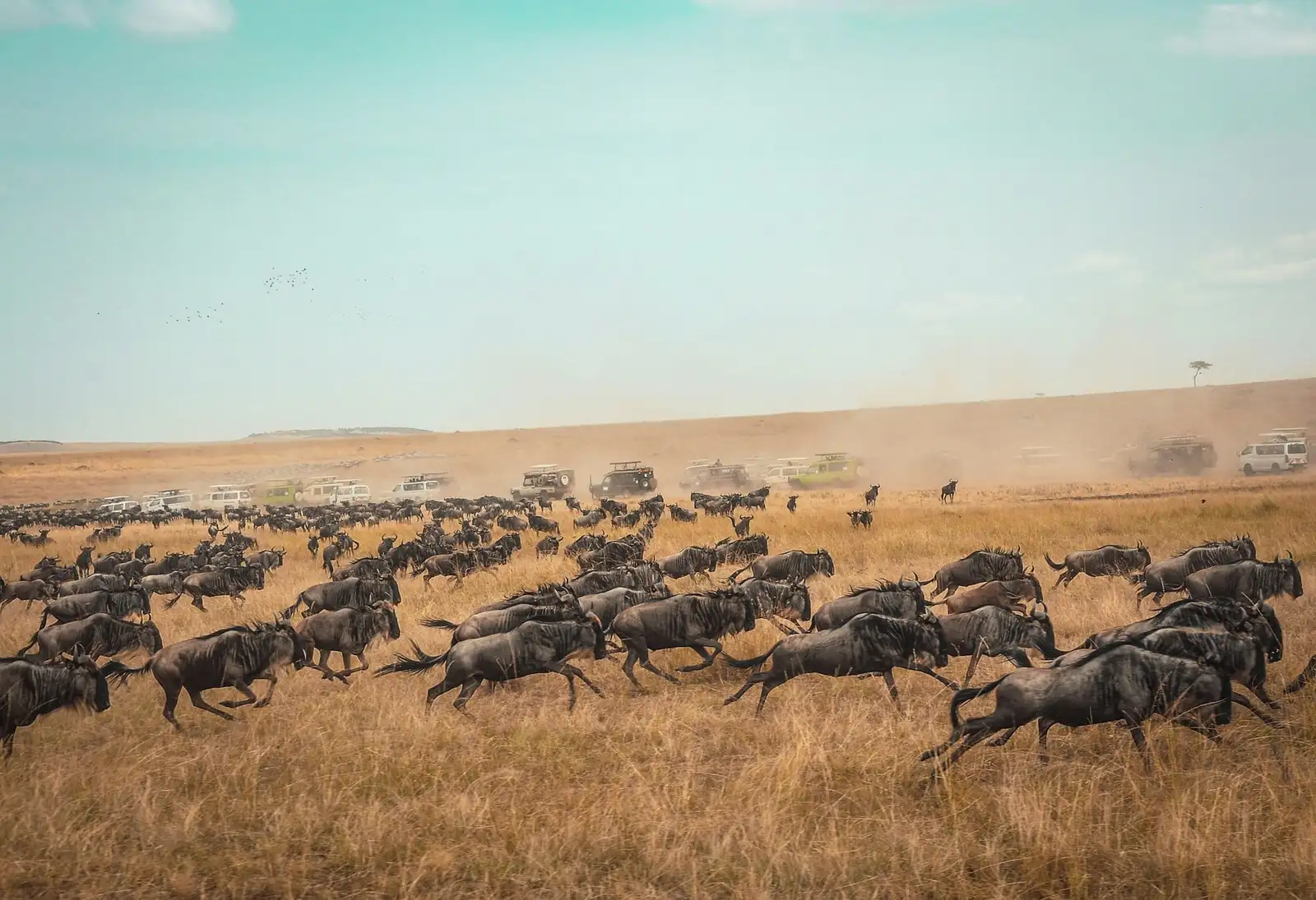 Stado gnu przemierzające sawannę Masai Mara