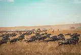 Stado gnu przemierzające sawannę Masai Mara