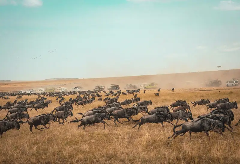 Stado gnu przemierzające sawannę Masai Mara