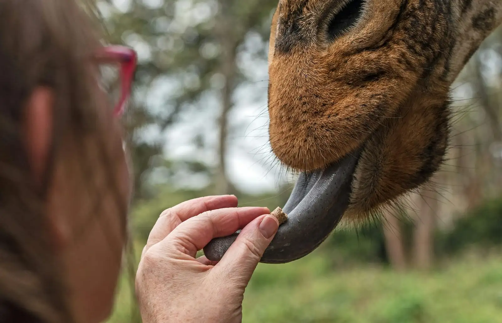 Karmienie żyrafy w Giraffe Centre w Nairobi