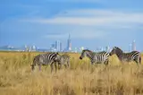 Zebry w Parku Narodowym Nairobi na tle wieżowców miasta