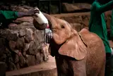 Opiekun karmi słoniątko mlekiem z butelki w Nairobi