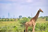 Żyrafa w Parku Narodowym Nairobi na tle wieżowców