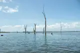 Martwe drzewa wystające z wody jeziora Naivasha