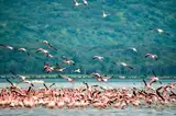 Flamingi nad jeziorem Nakuru