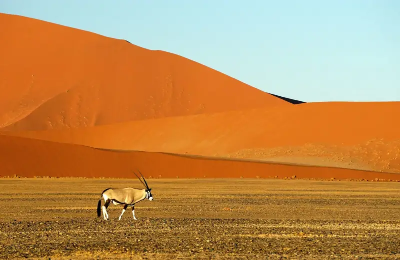 Oryks na równinie u stóp wydm w parku Namib-Naukluft
