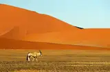 Oryks na równinie u stóp wydm w parku Namib-Naukluft