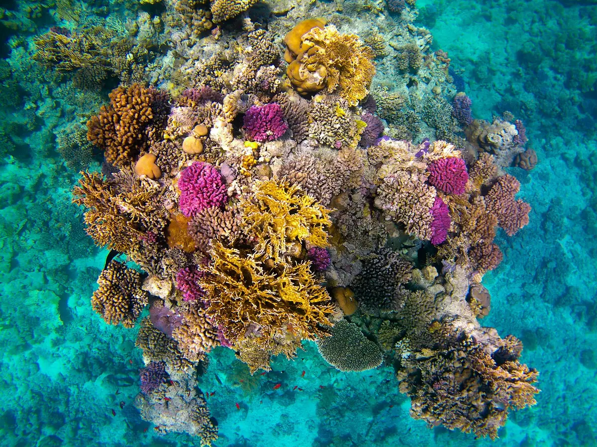Rafa koralowa Sataya (Dolphin House) z lotu ptaka