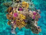 Rafa koralowa Sataya (Dolphin House) z lotu ptaka
