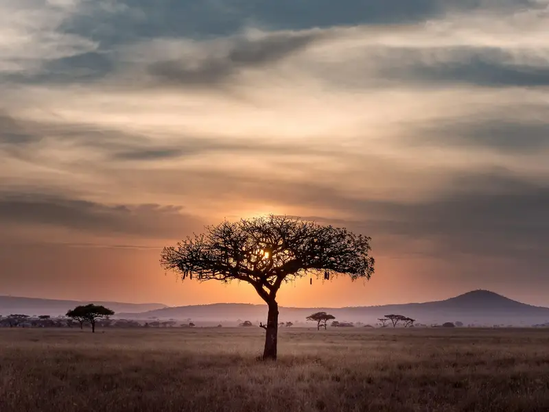 Akacja na tle zachodu słońca w Serengeti