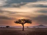 Akacja na tle zachodu słońca w Serengeti