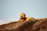 Lew odpoczywający na skale w Parku Narodowym Serengeti