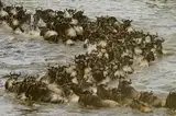 Stado gnu przeprawiające się przez rzekę w Serengeti